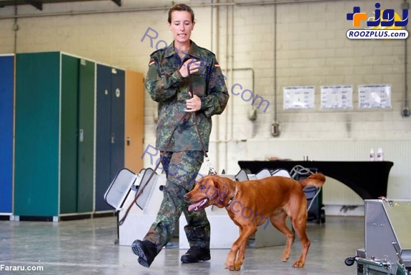 سگ‌های کرونایاب در ارتش آلمان/عکس