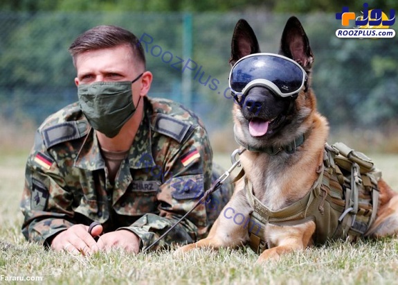 سگ‌های کرونایاب در ارتش آلمان/عکس