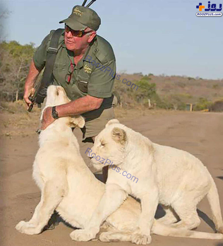 شیر سفید آفریقایی مراقب خود را کُشت +عکس