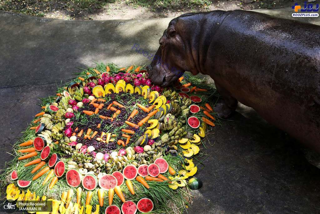 جشن تولد 55 سالگی یک اسب آبی در تایلند +عکس