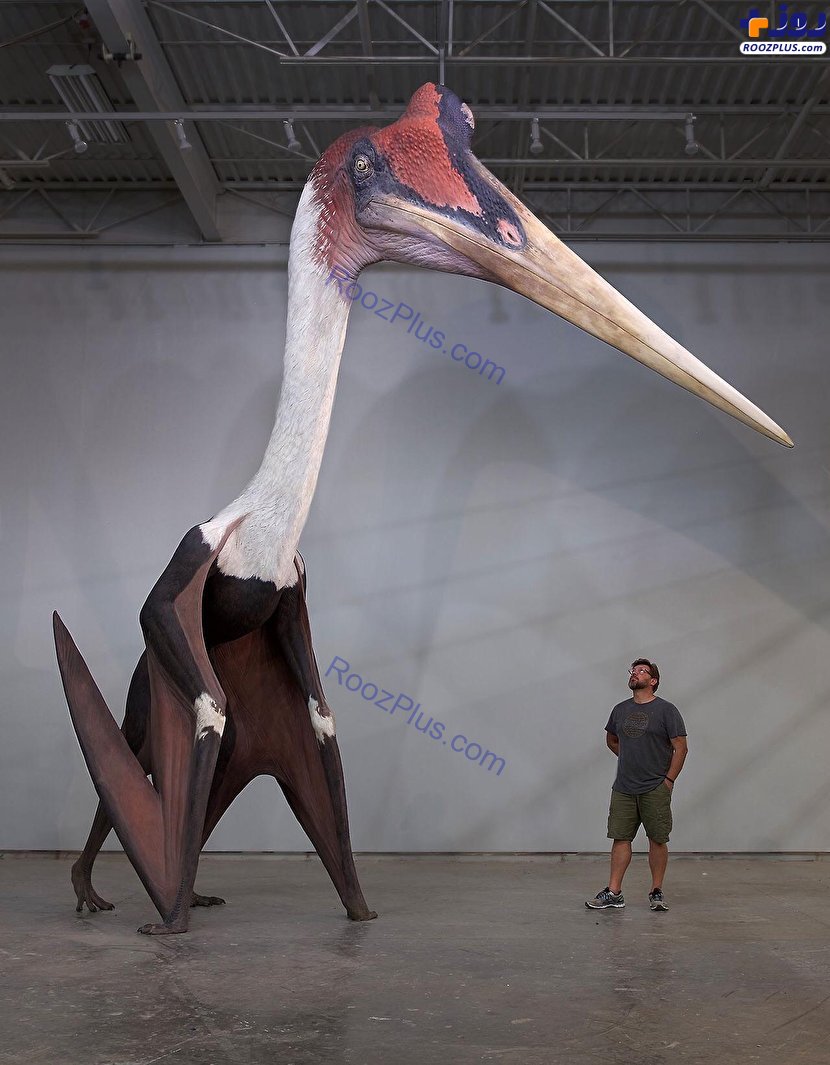 بزرگ‌ترین پرنده تاریخ با طول ۳ متر! +عکس