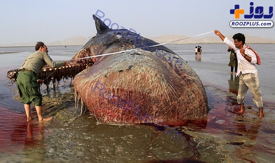 لاشه نهنگ غول پیکر در ساحل سیریک - هرمزگان+عکس
