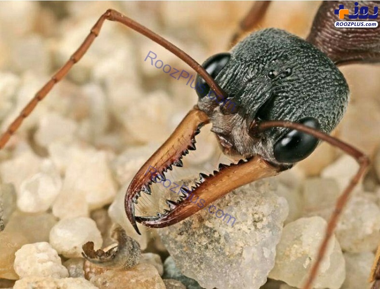 تصویری جالب از خطرناک‌ترین مورچه دنیا!
