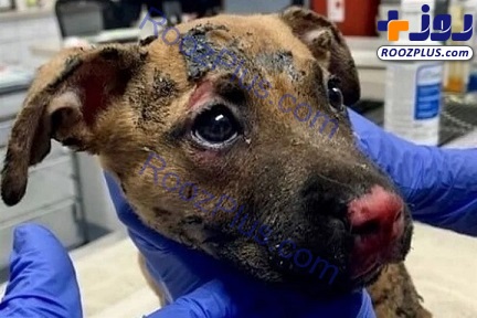 سوزاندن سگ در برنامه زنده+عکس