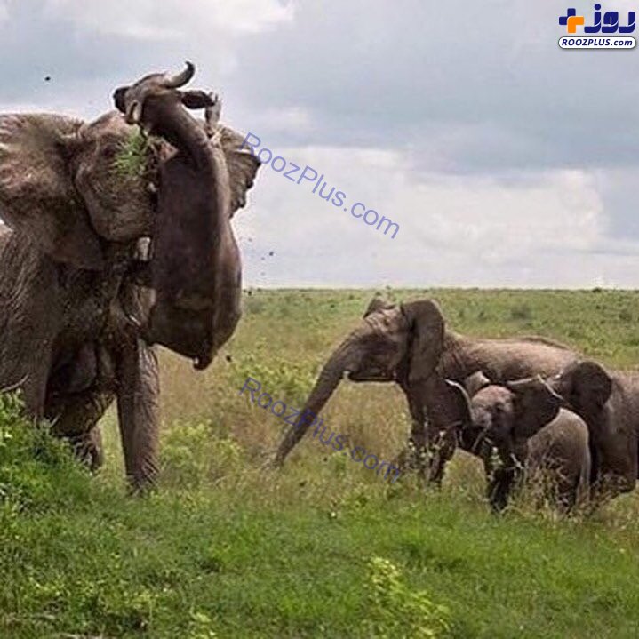 نبرد فیل‌ با بوفالوی قاتل +عکس