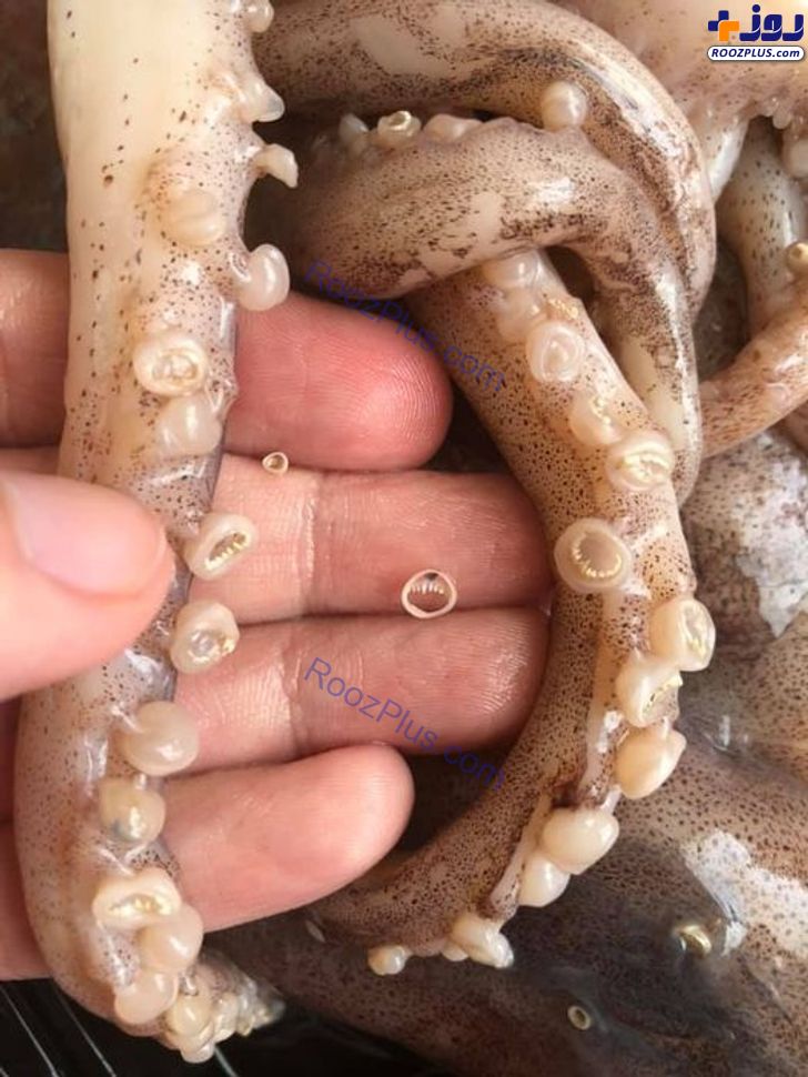 موجودی که دست و پایش هم دندان دارد! +عکس