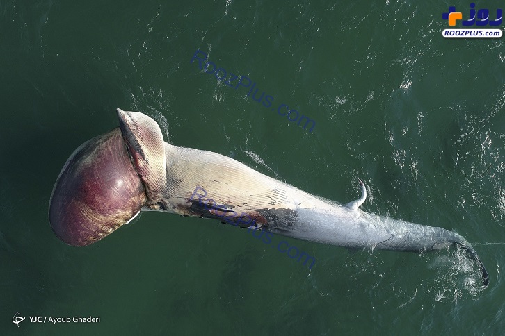 عکس/ مرگ دومین نهنگ به گل نشسته در جزیره کیش