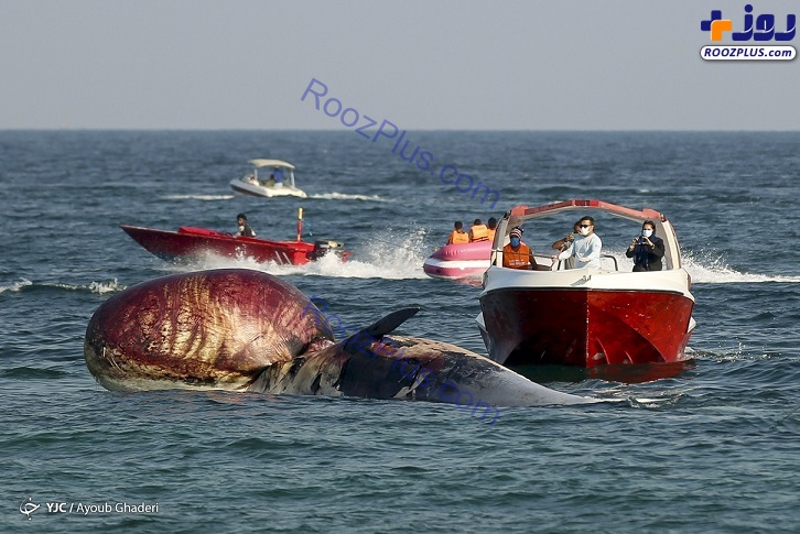 عکس/ مرگ دومین نهنگ به گل نشسته در جزیره کیش