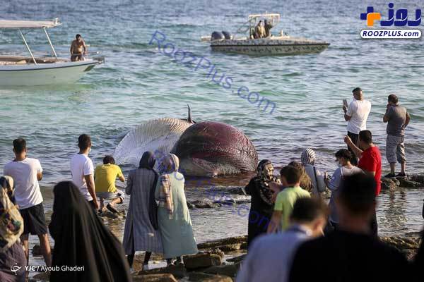 مرگ دومین نهنگ به گل نشسته در کیش +عکس