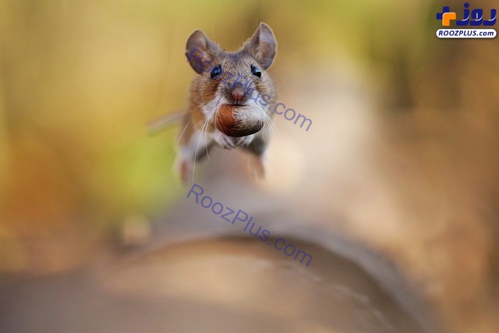 عکس/ تلاش جالب موش برای حفظ بلوط