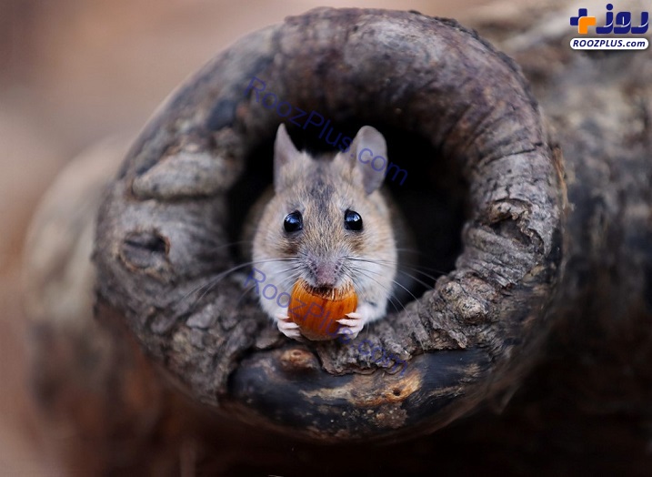 عکس/ تلاش جالب موش برای حفظ بلوط