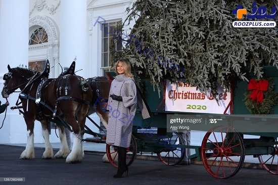 ملانیا ترامپ کنار درخت کریسمس کاخ سفید+عکس