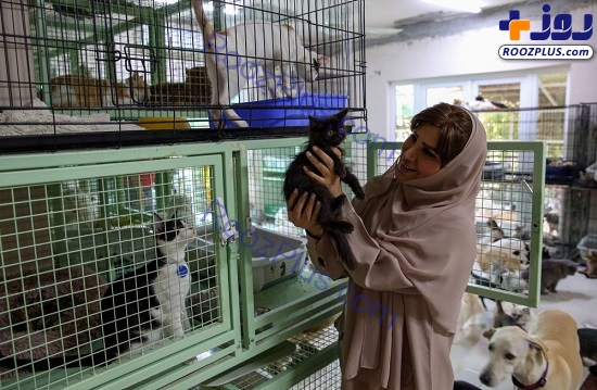 ساکن مسقط عمان با ۴۸۰ گربه! +تصاویر
