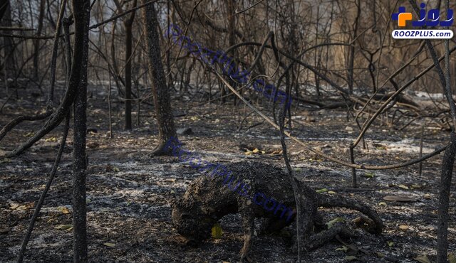 حیوان سوخته در آتش سوزی جنگل های برزیل +عکس