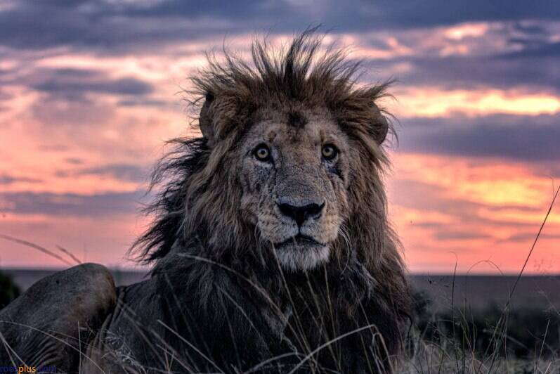 پیرترین شیر جهان توسط یک عکاس شکار شد +عکس