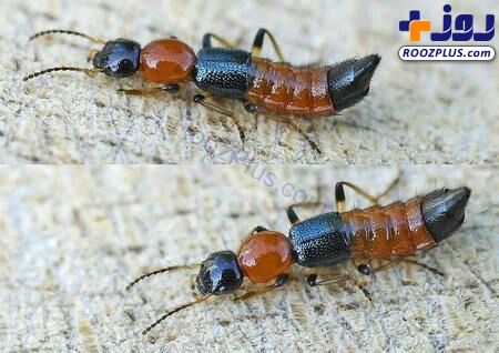 عکس/مورچه دراکولایی؛ نمایی از فِرز و سریع‌ترین موجود دنیا!