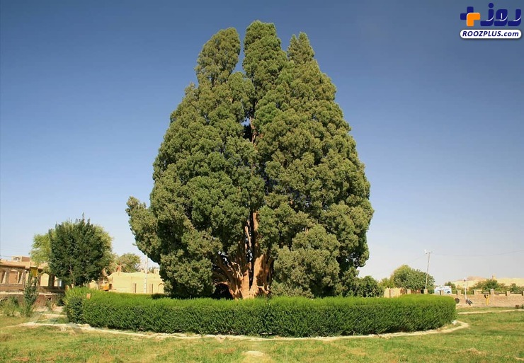 درخت ایرانی که قدمتش 10 برابر خیلی از کشورها است! +عکس