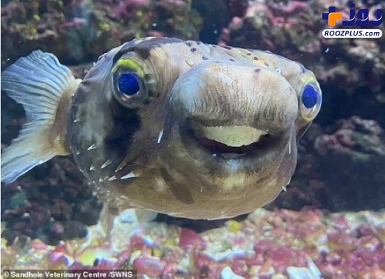 دندانپزشکی رفتن یک ماهی! +عکس