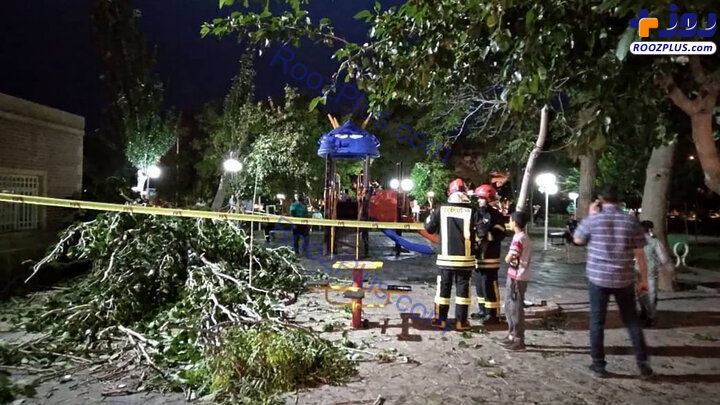 سقوط درخت در تربت حیدریه روی یک خانواده / عکس