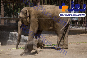 زایمان یک فیل در باغ وحش ارم تهران / تصاویر