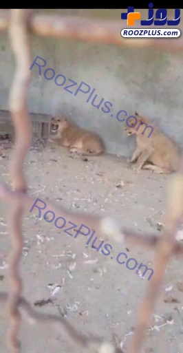 باغ وحش در حیاط خانه مرد تهرانی/کشف دو قلاده شیر +عکس