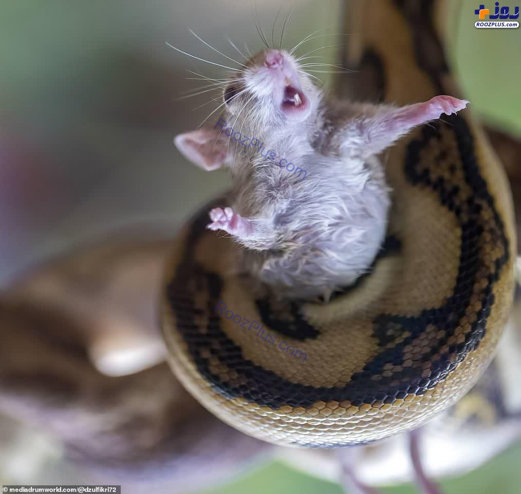 عکسی عجیب و غم انگیز از کمک خواستن یک موش