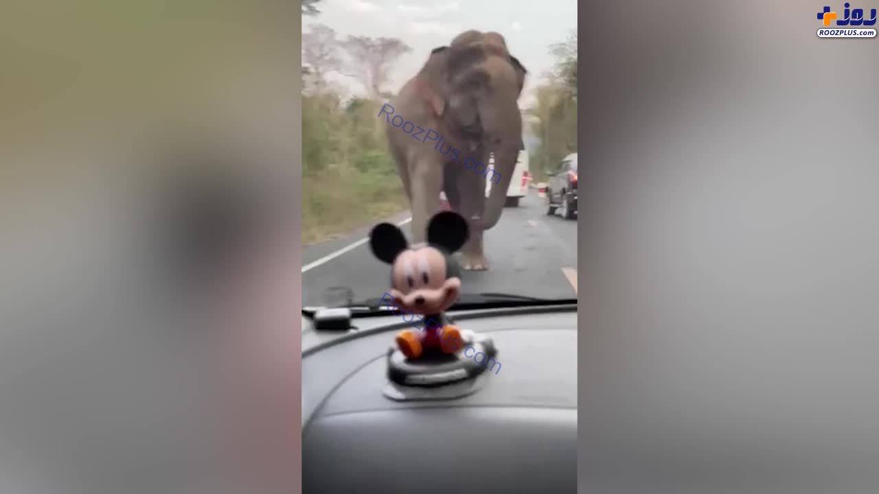فیل گرسنه باعث ایجاد ترافیک شد +عکس