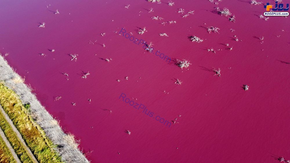 دریاچه ای با رنگ صورتی ملیح در آرژانتین +عکس