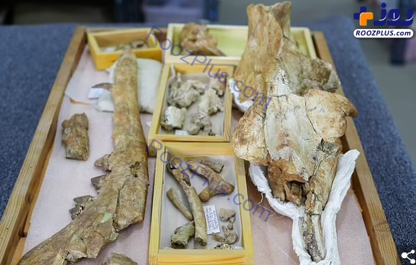 کشف فسیل نهنگ ۴ پا در مصر +عکس