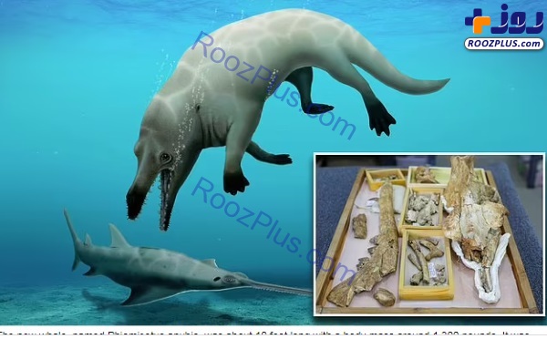 کشف فسیل نهنگ ۴ پا در مصر +عکس