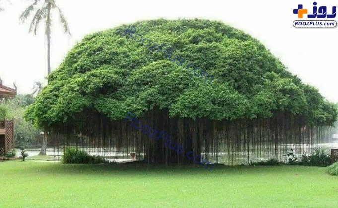 عکس/ درختی که ریشه‌های هوایی دارد