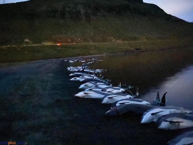 +۱۶/ قتل‌عام بی‌رحمانه دلفین‌ها در جزایر فارو متعلق به دانمارک در میان سکوت مدافعین حقوق‌ حیوانات+تصاویر