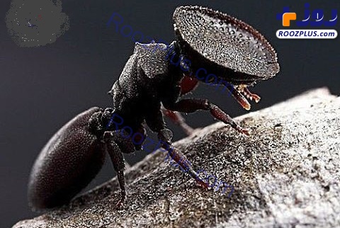 تصاویری جالب از مورچه جاسوس!