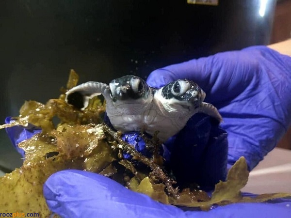 تولد لاک‌پشت عجیب‌الخلقه با دو سر و شش پا! +عکس