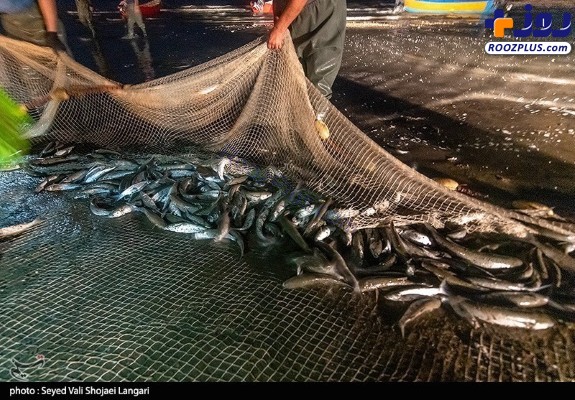 آغاز فصل صید ماهی در مازندارن +عکس
