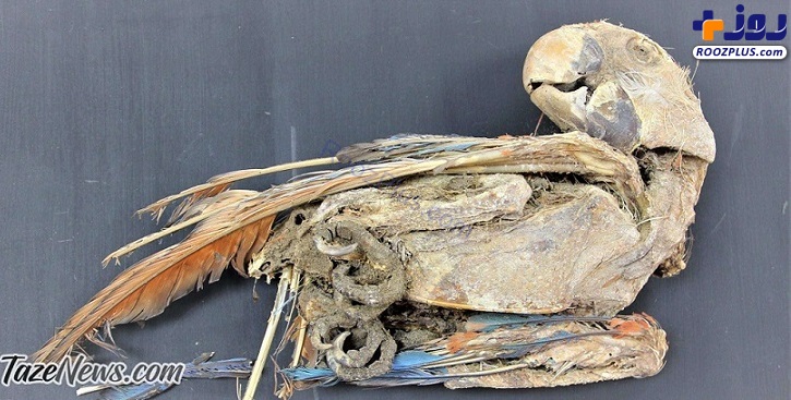 عکس/ کشف جسد دوازده طوطی مومیایی شده!