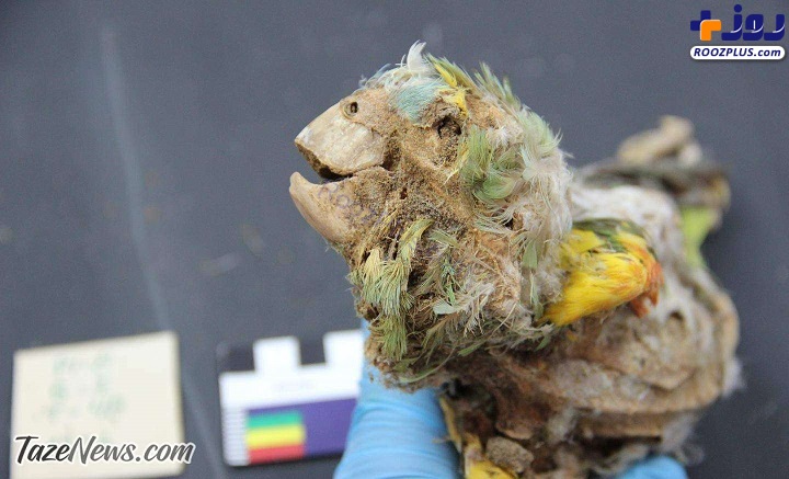 عکس/ کشف جسد دوازده طوطی مومیایی شده!