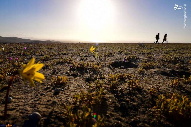 رویش گل‌ در خشک‌ترین بیابان جهان/عکس