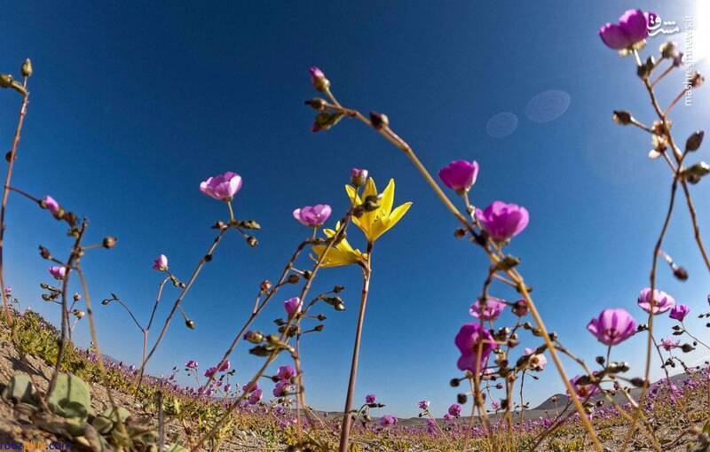 رویش گل‌ در خشک‌ترین بیابان جهان/عکس