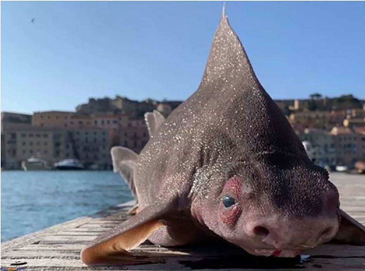 یک ماهی عجیب و غریب با بدنی شبیه به خوک در ساحل/عکس
