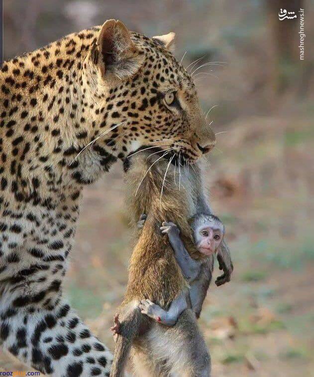 شکار بی‌رحمانه میمون مادر توسط شیر! +عکس