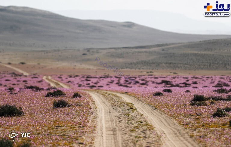 پدیده‌ای عجیب در شیلی/ رشد شکوفه‌های بنفش در خشک‌ترین بیابان جهان +تصاویر