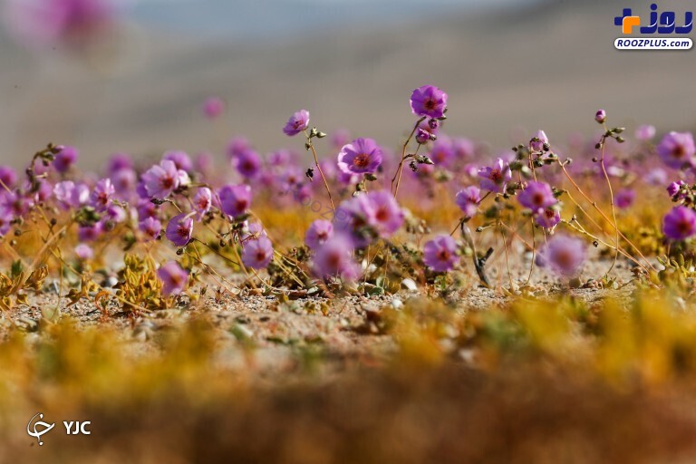 پدیده‌ای عجیب در شیلی/ رشد شکوفه‌های بنفش در خشک‌ترین بیابان جهان +تصاویر