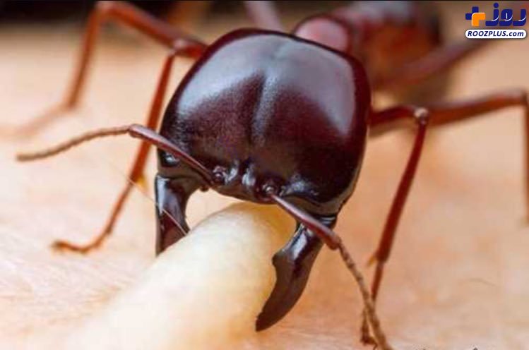 گاز گرفتن مورچه از نزدیک +عکس
