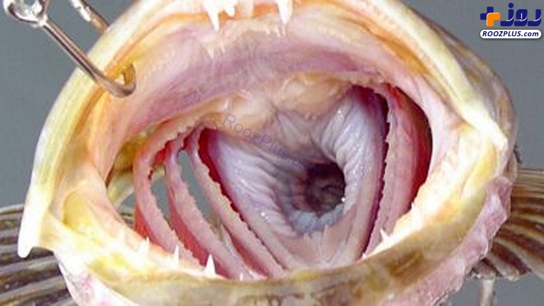 مخوف‌ ترین ماهی اقیانوس آرام با ۵۵۰ دندان + عکس