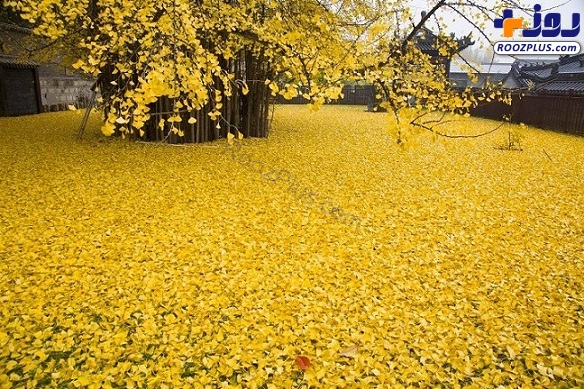زیبایی حیرت انگیز درخت طلایی با ۱۴۰۰ سال قدمت در چین + تصاویر
