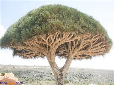 درختی ۵۰ میلیون ساله در یمن که از آن خون می چکد+عکس