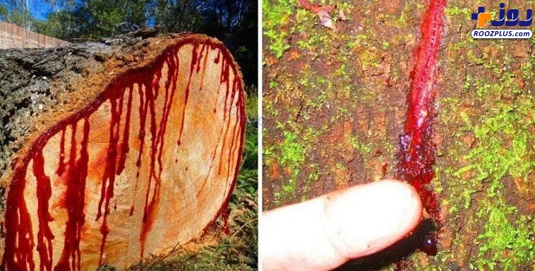 درختی ۵۰ میلیون ساله در یمن که از آن خون می چکد +تصاویر