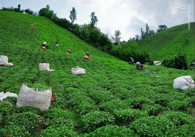 مزارع سرسبز چای لاهیجان/عکس