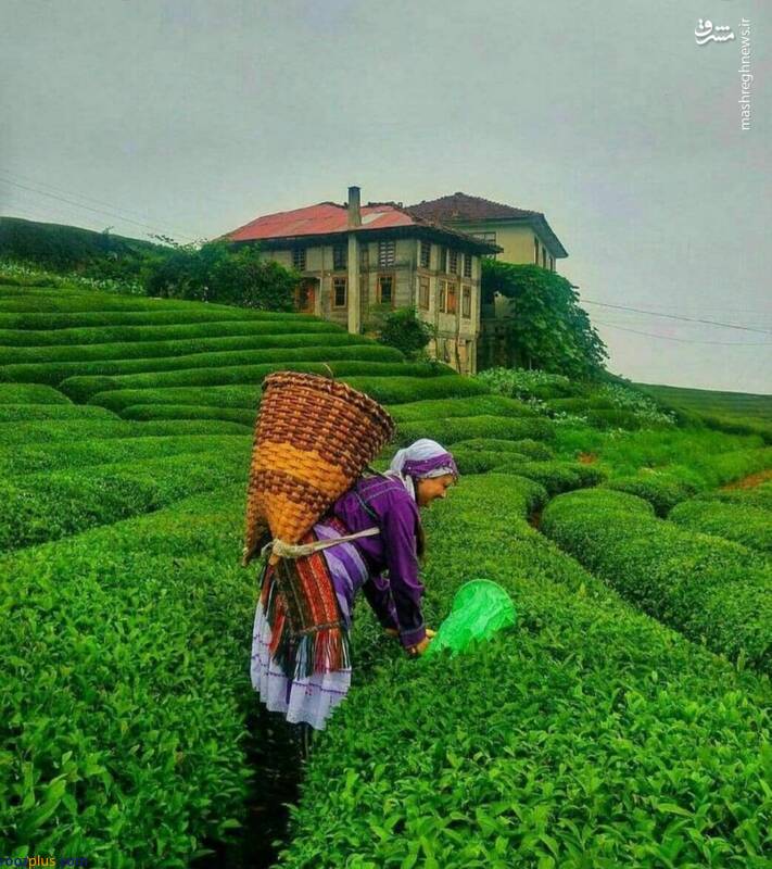 مزارع سرسبز چای لاهیجان/عکس
